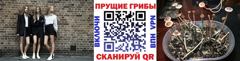 Галлюциногенные грибы MAGIC MUSHROOMS  хочу   Белоусово 